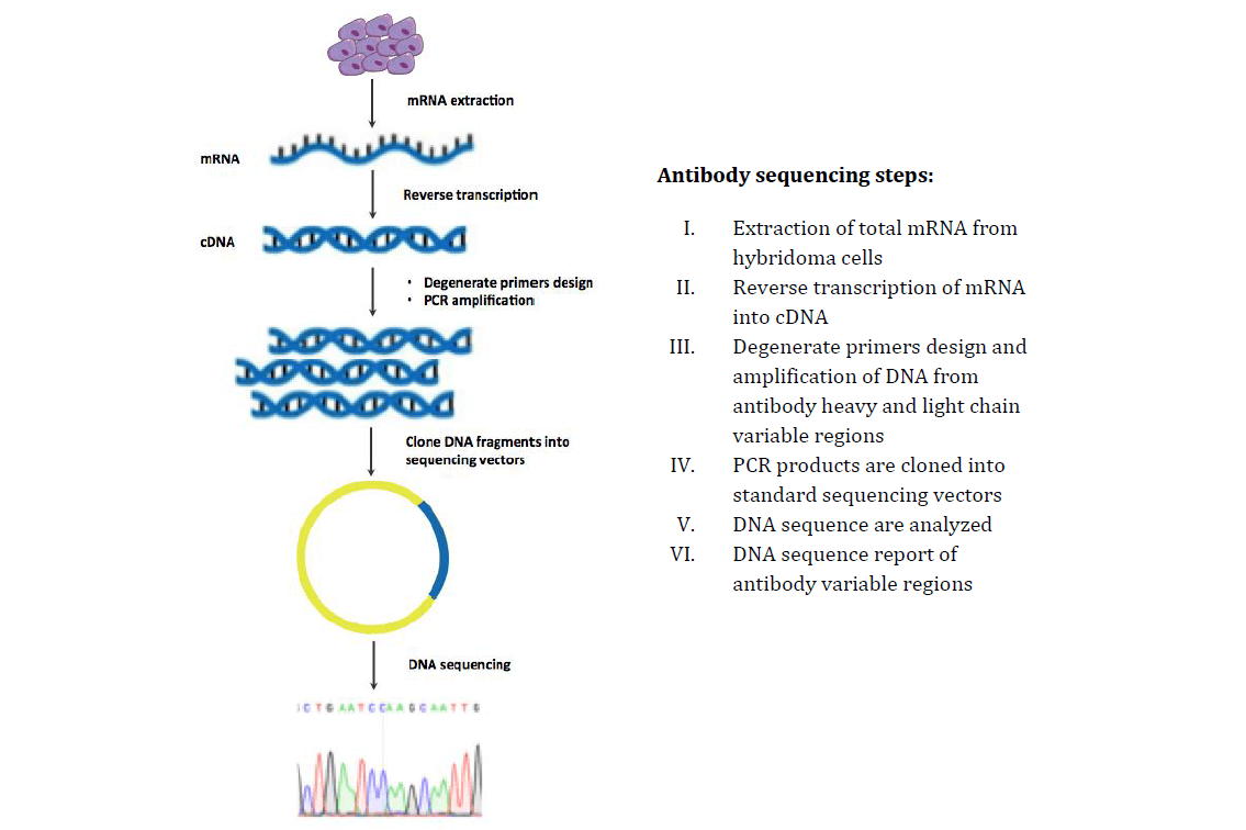 MtoZ Biolabs provides accurate and cost effective antibody gene sequencing services, based on degenerate primer design and PCR amplification technology.